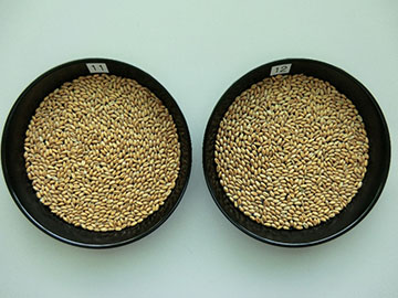  小麦の鑑定試料（さぬきの夢2009）