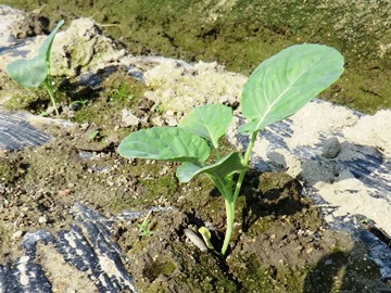 定植されたブロッコリーの苗