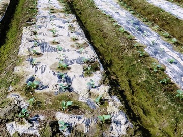 定植後のブロッコリー畑