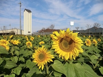 寒空に咲くひまわり