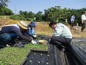 三豊市長も定植作業を体験