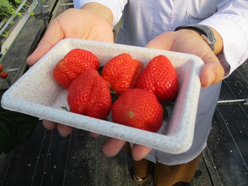 甘くてみずみずしいが特徴の夏瑞のいちご