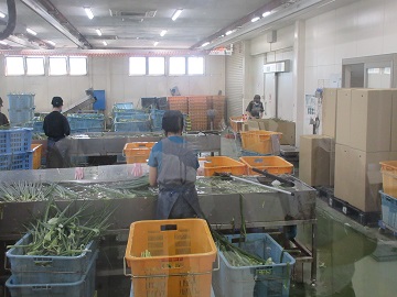 ネギの出荷作業の様子