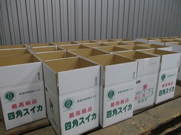 出荷を待つ四角スイカたち