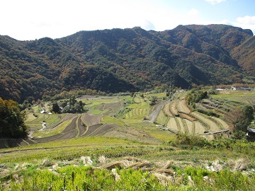 中山千枚田