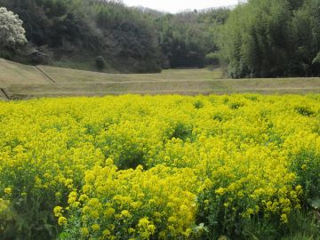 菜の花