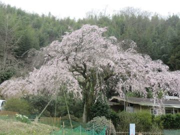 堀池のしだれ桜