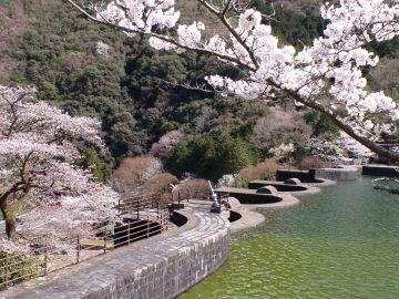 春の訪れを告げる桜の花