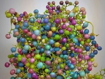 色鮮やかなウマブドウ：葉っぱ舎提供