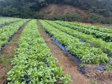 のどかな山間のほ場