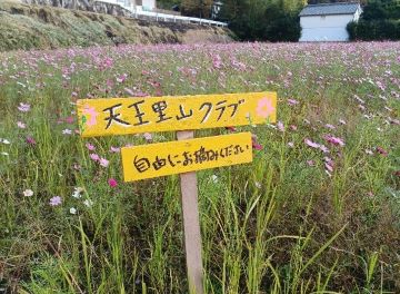 コスモス栽培の取り組み
