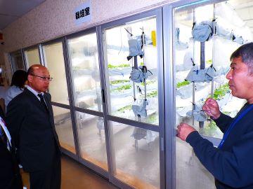 イチゴの栽培室