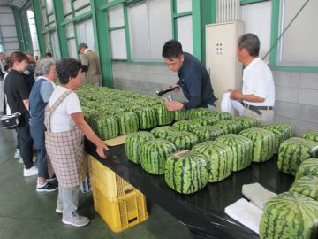 出荷待ちの善通寺スイカ