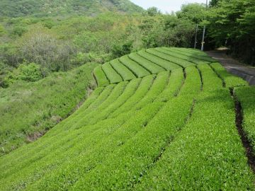 新茶の摘み取り開始