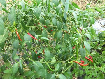少量多品目栽培（激辛唐辛子）