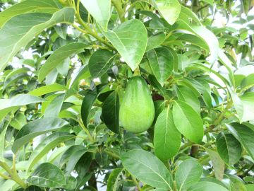 今後に期待のアボカド