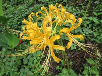 珍しい黄色い曼珠沙華