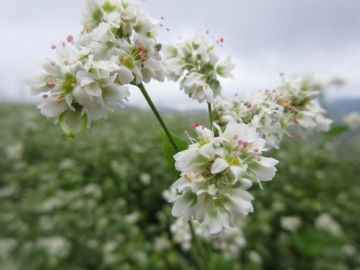 真っ白なそばの花