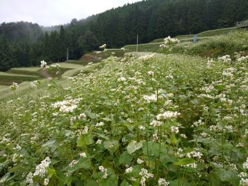 畑一面咲ほこるそば