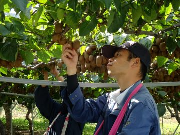 収穫作業の様子