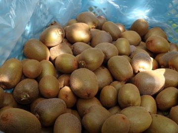 収穫されたキウイフルーツ