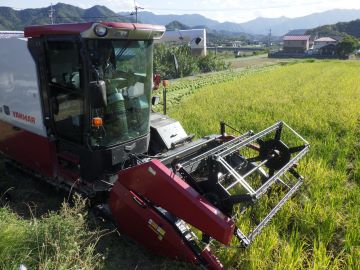 汎用コンバインで刈取り