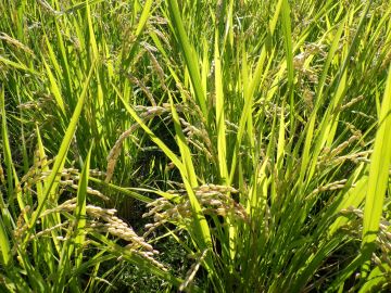 ひざ丈に育った稲