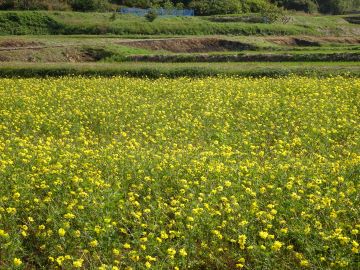 一面に咲きほこるコスモス