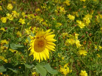 ひまわりも共演