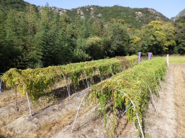  色付き始めた自然薯畑