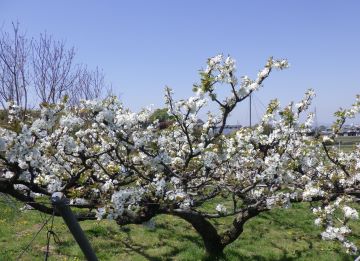 青空に映える梨の花