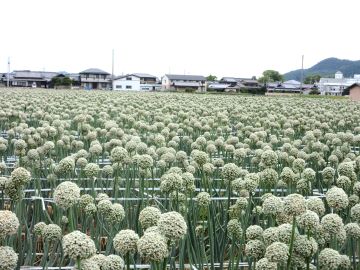 収穫を待つネギ坊主