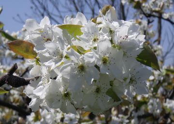 今まさに満開に咲き誇る