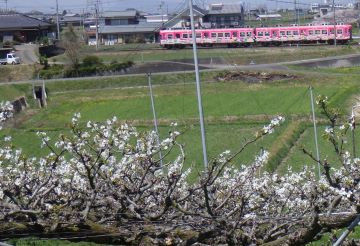 ヤドン列車とのコラボ
