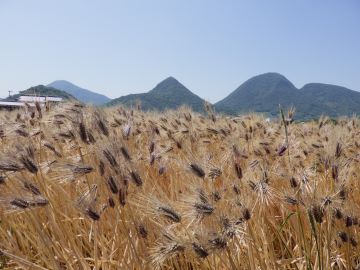 紫色したダイシモチ