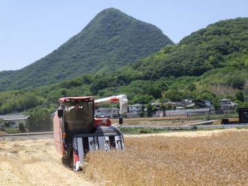 コンバインによる収穫