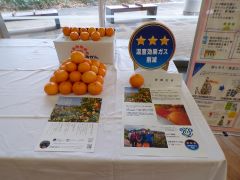 展示３