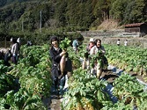 入河内大根の収穫体験交流