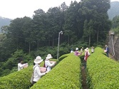 お茶摘み体験ツアーの様子