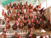 独自の飼育方法により高品質な鶏肉を生産