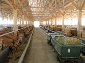 土佐あかうしの飼育状況一貫経営（牛舎の写真）