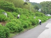 アジサイの植栽の維持管理活動風景