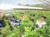 ほ場でグァバの刈り取りをしています