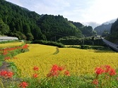 収穫期を迎えた棚田の風景