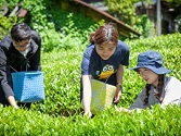 大学との連携によるモニターツアー（お茶摘み体験）の様子