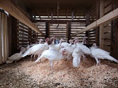 大野見七面鳥生産組合