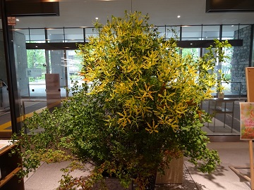 飾り付けられたグロリオサ