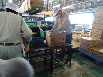 箱詰め作業の様子