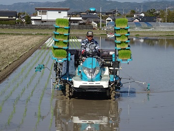 田植えの様子