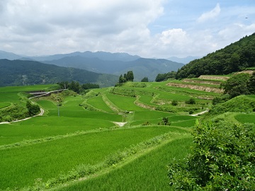 青田風が吹き抜ける棚田風景